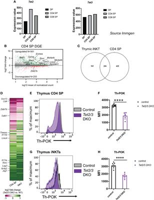 TET proteins regulate T cell and iNKT cell lineage specification in a TET2 catalytic dependent manner